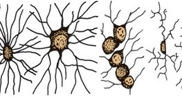 خلايا دبقية