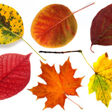 أوراق الخريف