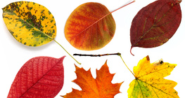 أوراق الخريف