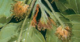 عسيل صفصاف الزان