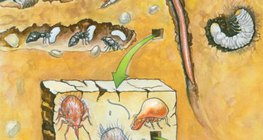 الكائنات الحية التي تعيش في التربة