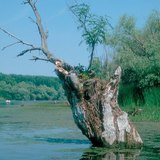 خطوات تراجع البحيرات: هور