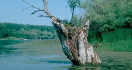 خطوات تراجع البحيرات: هور