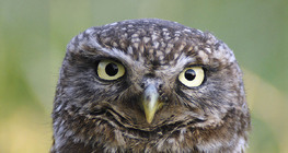 صورة بومة أم قويق