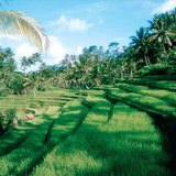 مدرجات الأرز