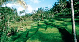 مدرجات الأرز