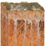 التربة المالحة