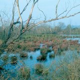 خطوات تراجع البحيرات: مستنقع