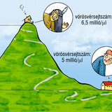 A vörösvérsejtszám változásai