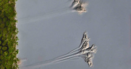 مشرية أحادية الخلية