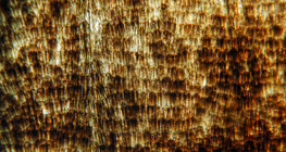 جناح الفراشة مع وجود حراشف