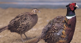 التدرج المألوف