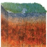 تربة الغابات البنية