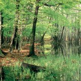 خطوات تراجع البحيرات: رخاخ