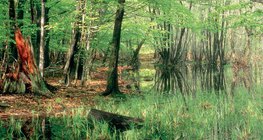 خطوات تراجع البحيرات: رخاخ