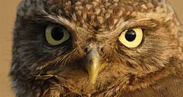 صورة بومة أم قويق