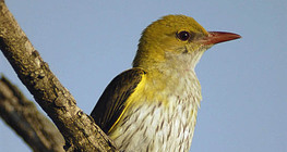 صفير ذهبي (أنثى)