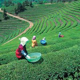 زراعة الشاي في اليابان