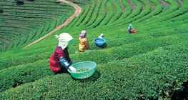 زراعة الشاي في اليابان