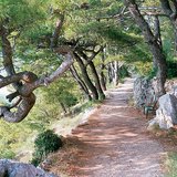 نباتات منطقة البحر الأبيض المتوسط