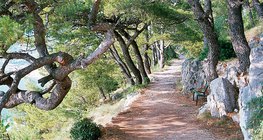 نباتات منطقة البحر الأبيض المتوسط