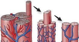 شبكة الأوعية الدموية للعضلات