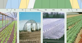 طرق لإنتاج الخضروات