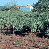 تربة التيرا روسا نموذجية لمناطق الحجر الجيري