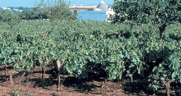 تربة التيرا روسا نموذجية لمناطق الحجر الجيري