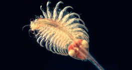 ورقيات الأقدام في المياه المالحة