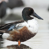 أبو مجرفة الشمالي