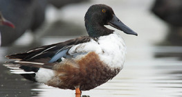 أبو مجرفة الشمالي