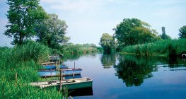 القصب ينظف المياه المتدفقة من الأنهار الى البحيرات