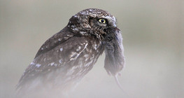 بومة أم قويق مع فأر الحقل الذي اصطادته