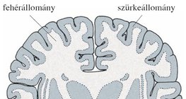 A nagyagy szerkezete