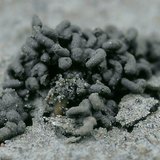 براز دودة الأرض