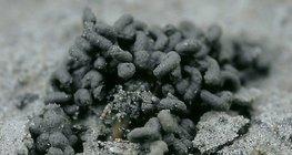 براز دودة الأرض