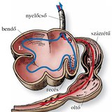 A táplálék útja a szarvasmarha összetett gyomrában