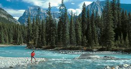 التايغا في كندا