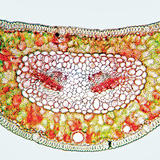 مقطع عرضي لورقة الصنوبر الإسكتلندي مصبوغة بأحمر الكونغو و كريسويدين (يظهر السللوز بلون أحمر و اللجنين بلون أصفر)