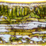 مقطع عرضي في نصل الورقة