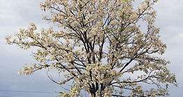 أكاسيا مزدهرة