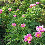 أزهار النسرين