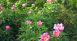 أزهار النسرين