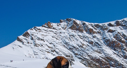 سانت برنارد