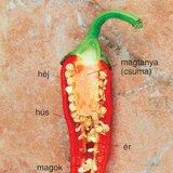 A paprika felfújt bogyótermése