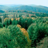 الغابات النفضية مناطق أحيائية برية توجد في المناطق المعتدلة