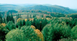 الغابات النفضية مناطق أحيائية برية توجد في المناطق المعتدلة