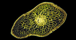 مقطع عرضي لورقة التنوب الفضي
