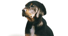 كلب الصيد الترانسلفاني